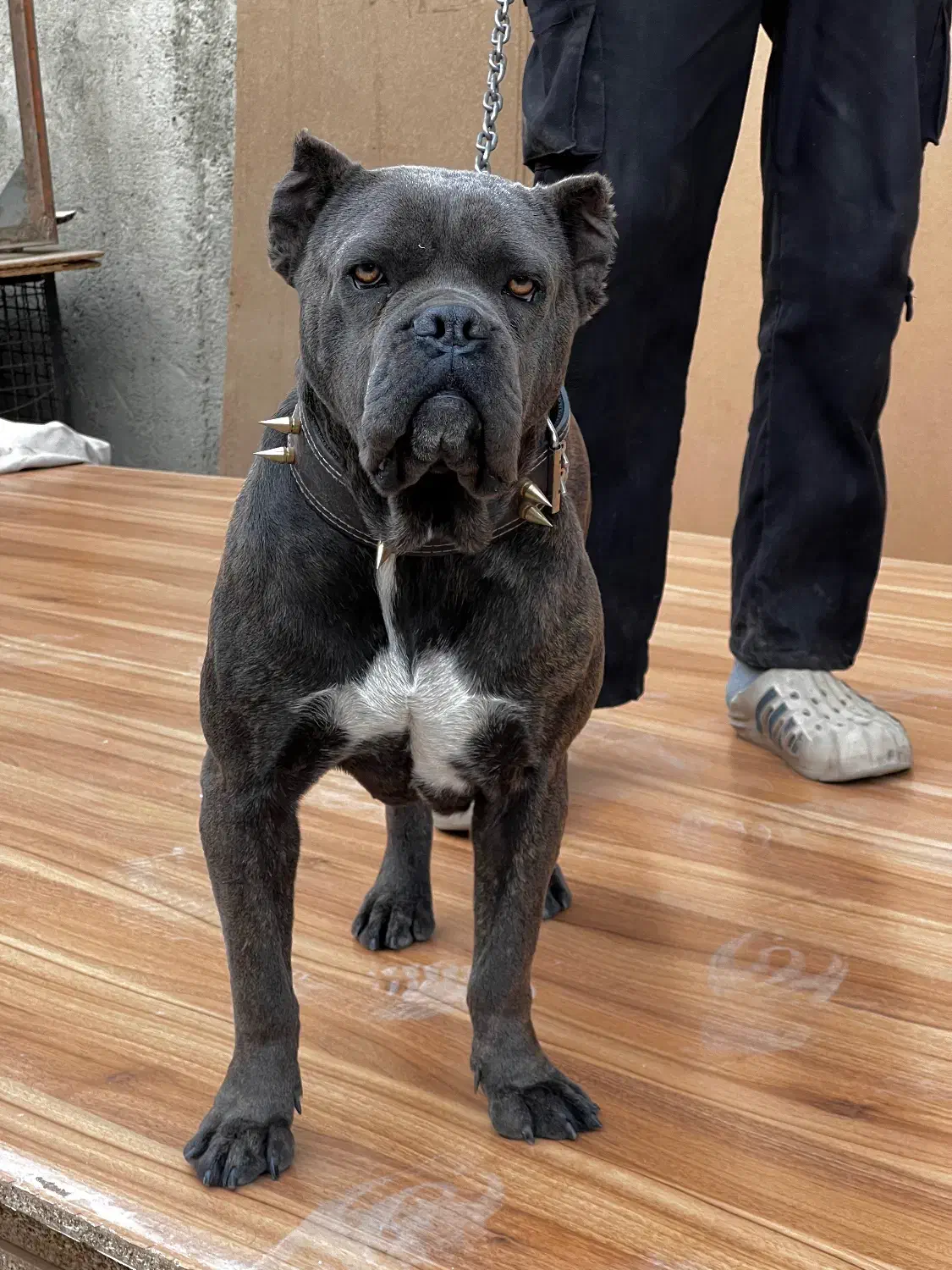 سگ کن کورسو اصیل ماده ۱۰ ماهه گارد کنکورسو کن کرسو|سگ|چهاردانگه (تهران), |دیوار