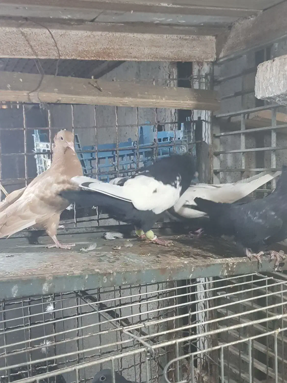 کبوتر سینه ای درشت|پرنده|اهواز, ۳۰ متری|دیوار