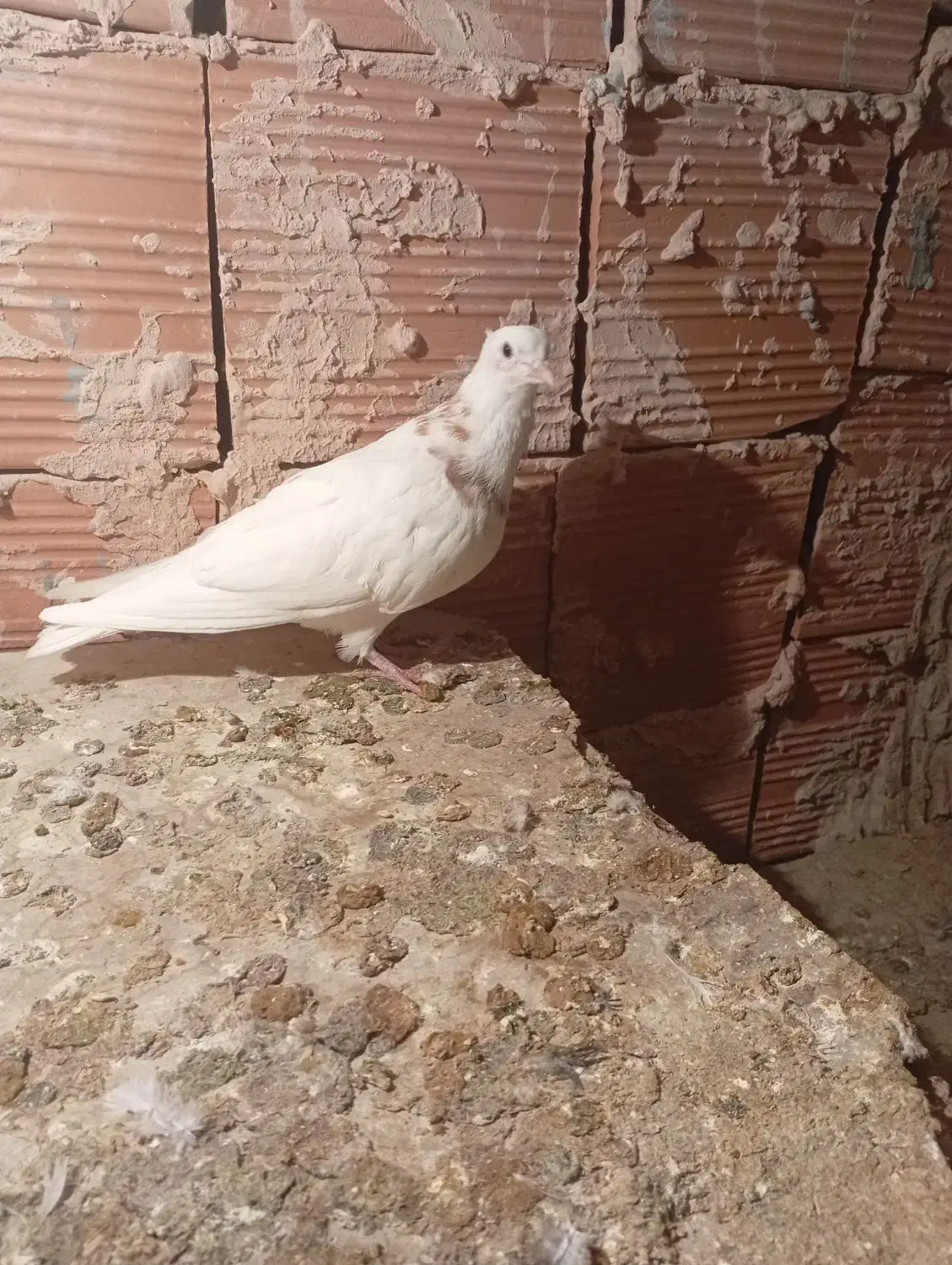 نیم طوق نر|پرنده|بجنورد, |دیوار