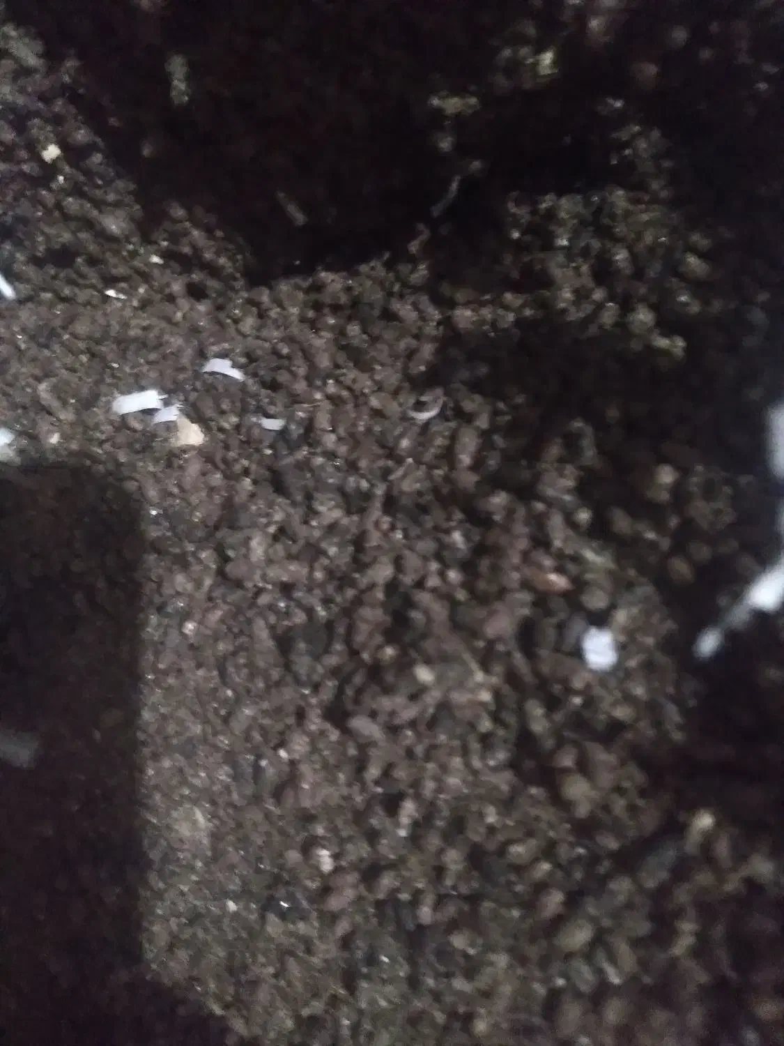 کودخفاش|خدمات باغبانی و درختکاری|جهرم, |دیوار