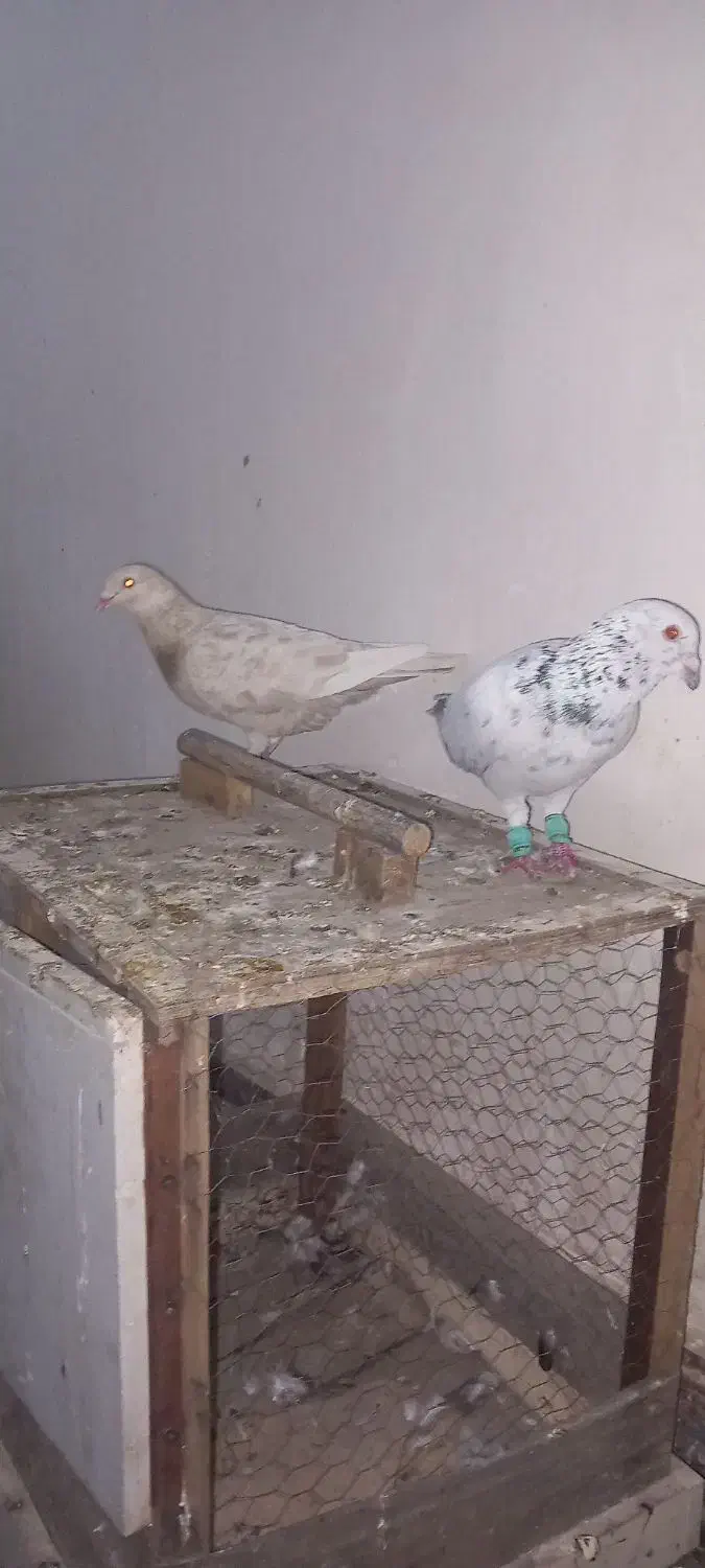 کبوتر|پرنده|کارون, |دیوار