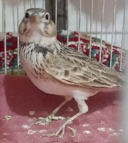 سهره نر دو عدد|پرنده|مشهد, شهید معقول|دیوار