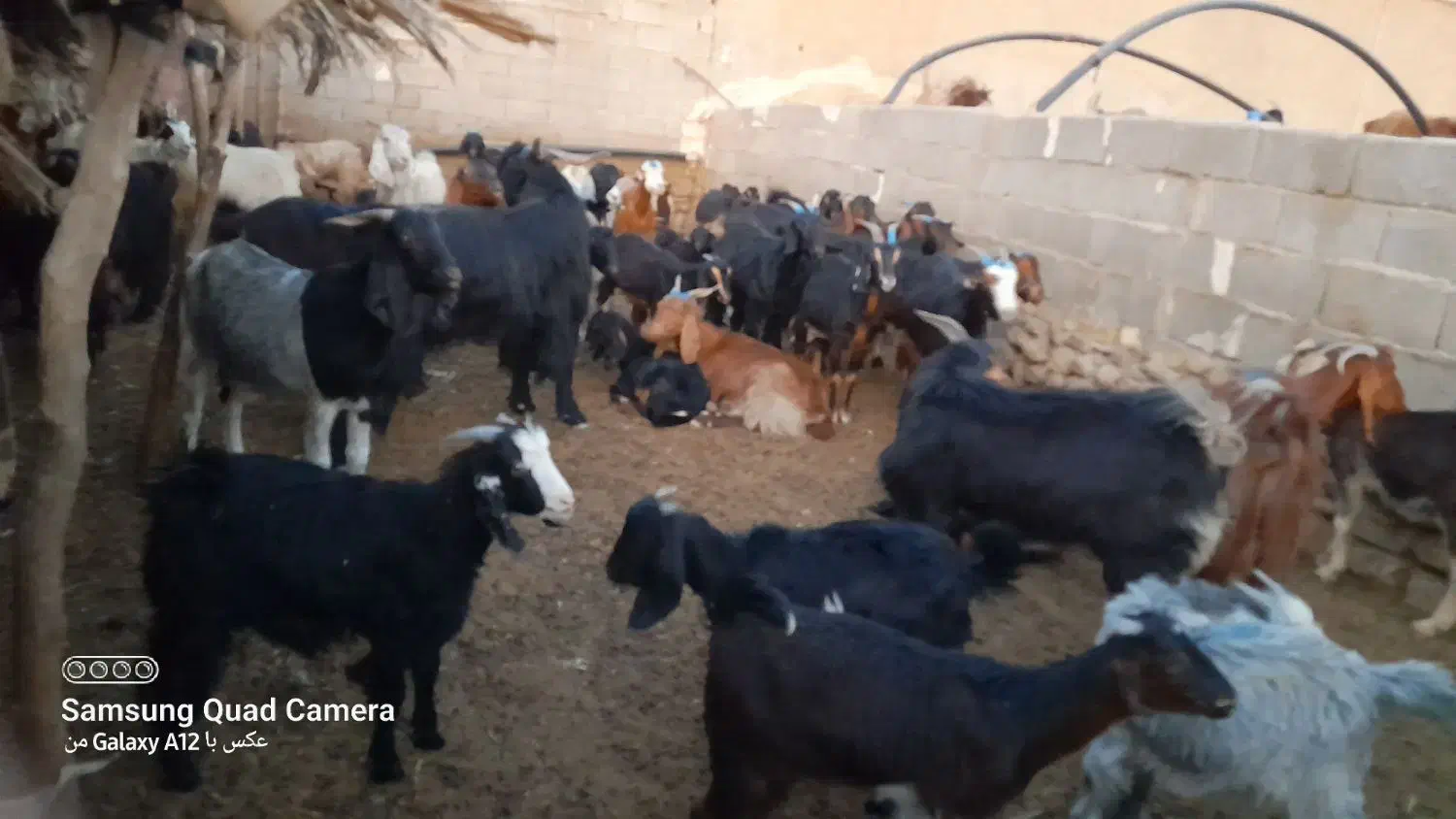 بی عیب|حیوانات مزرعه|کازرون, |دیوار