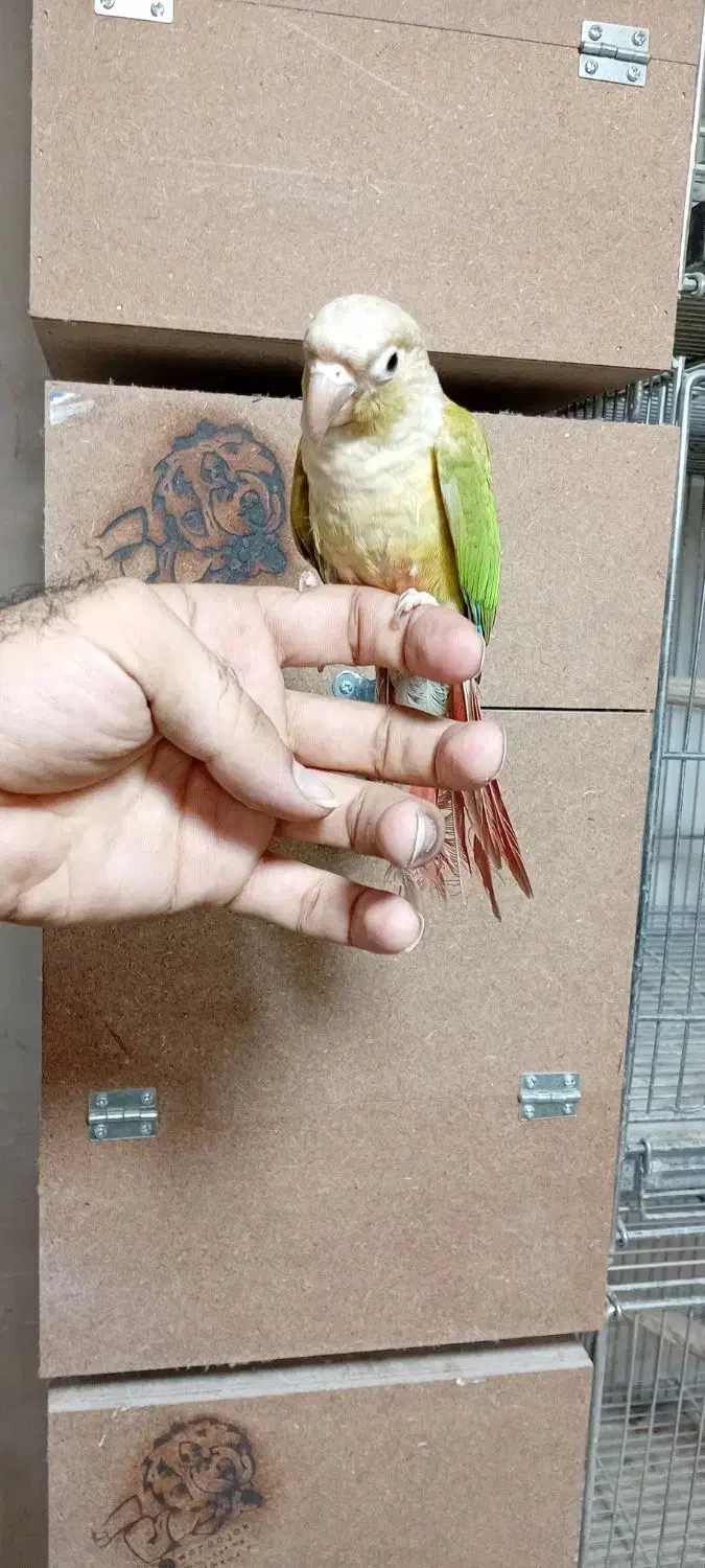 گرینچیک نر رام|پرنده|پاکدشت, پاکدشت (مامازند)|دیوار