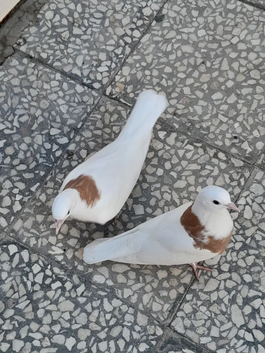 کبوتر|پرنده|کاشان, باغ ماجد|دیوار