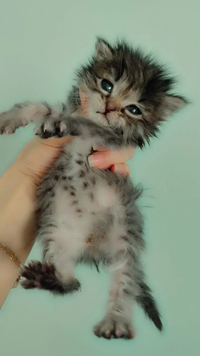 گربه های شهر شلوغ|گربه|ری, فیروزآبادی|دیوار