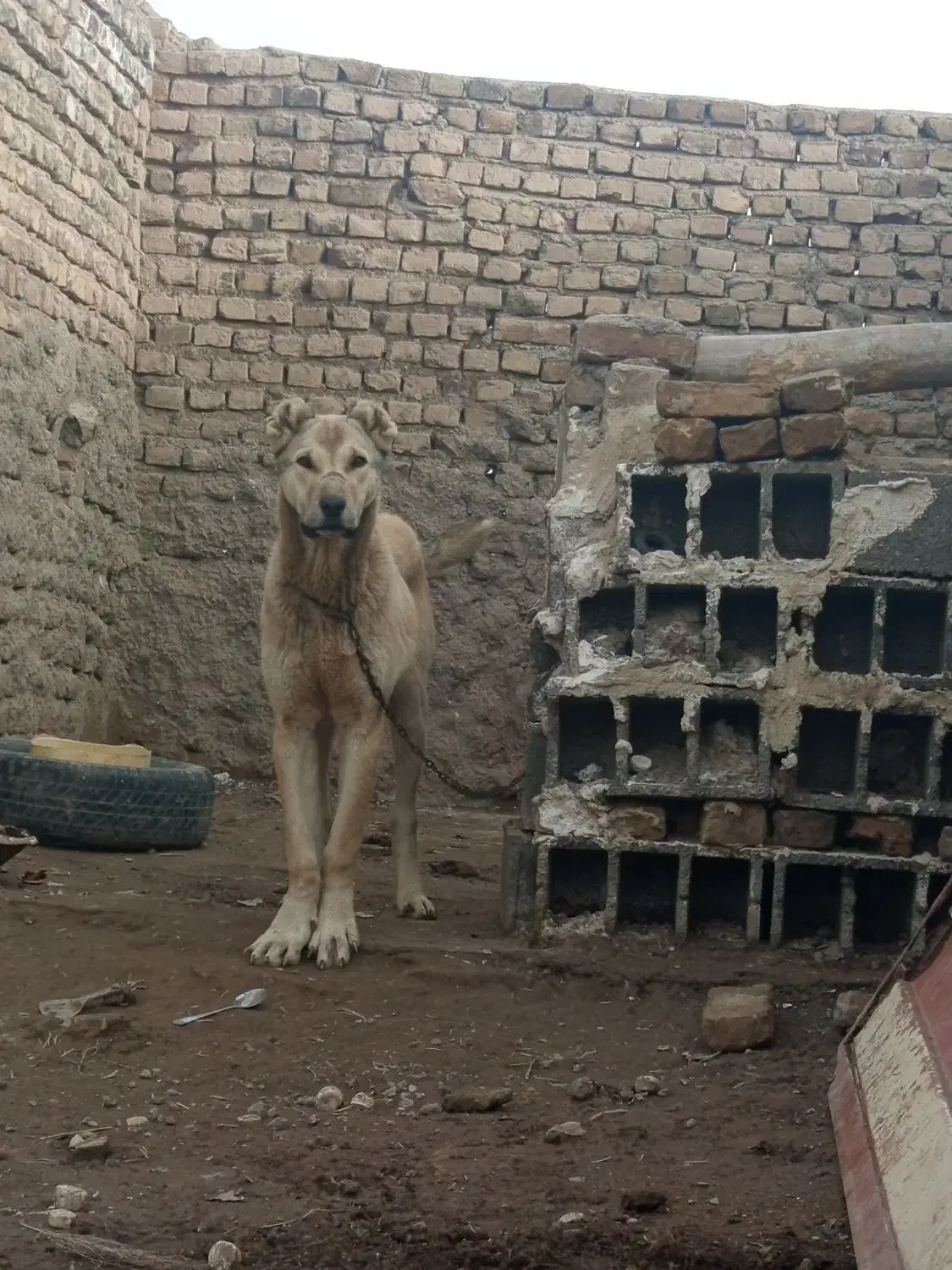 توله|سگ|فیروزه, |دیوار