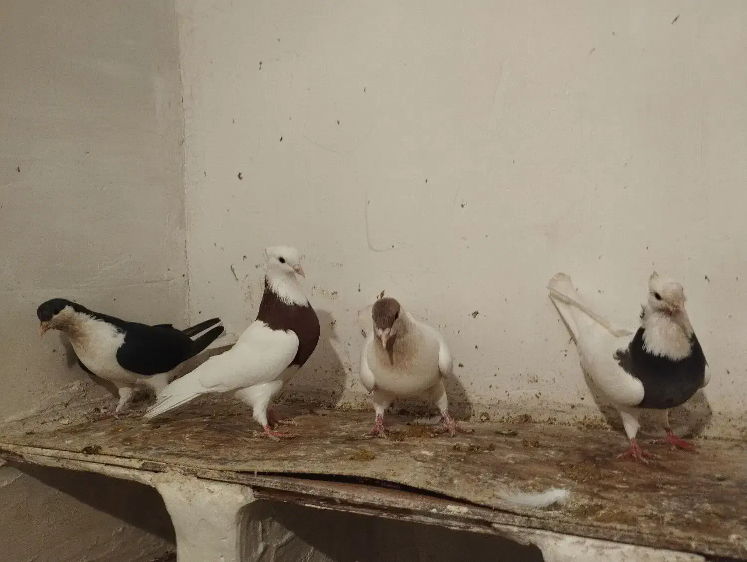 طوقی|پرنده|هلالی, |دیوار