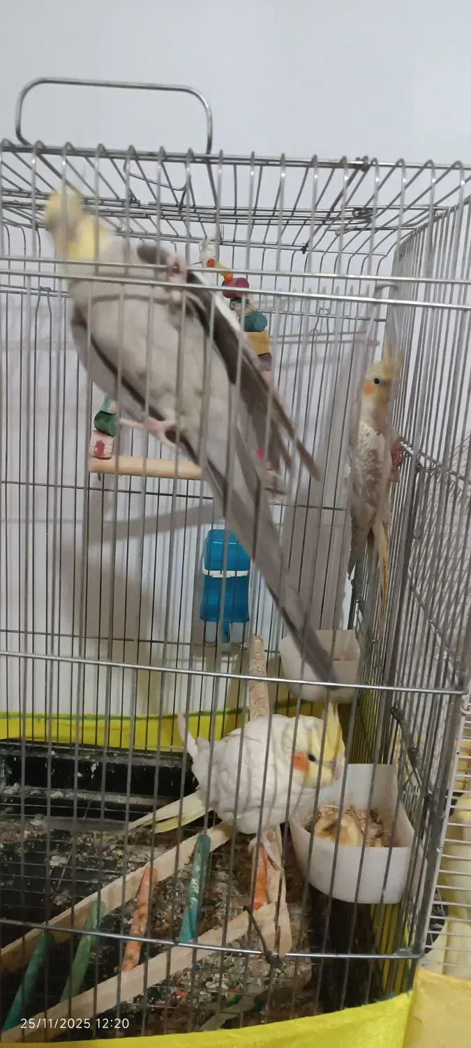 2جفت عروس هلندی سخنگو ومولد|پرنده|هشتگرد, هشتگرد قدیم|دیوار