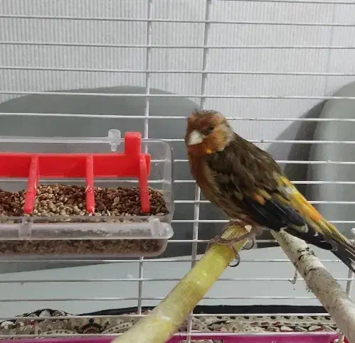 سهره قناری|پرنده|تهران, تهرانپارس شرقی|دیوار