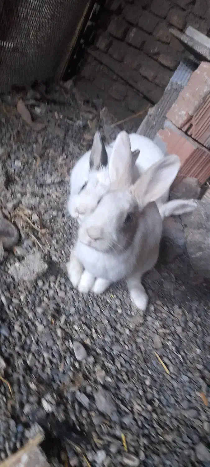 ۳تا خرگوش به فروش میرسد|موش و خرگوش|علی‌آباد کتول, |دیوار