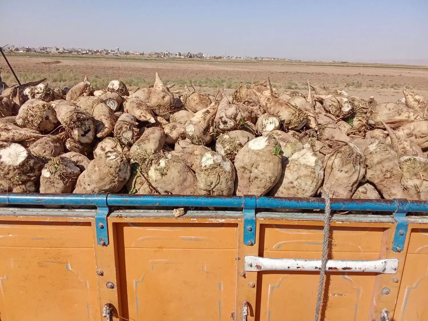 چغندر قند درجه یک،کاه و پرس،تحویل درب دامداری|خدمات باغبانی و درختکاری|سبزوار, ابارش|دیوار