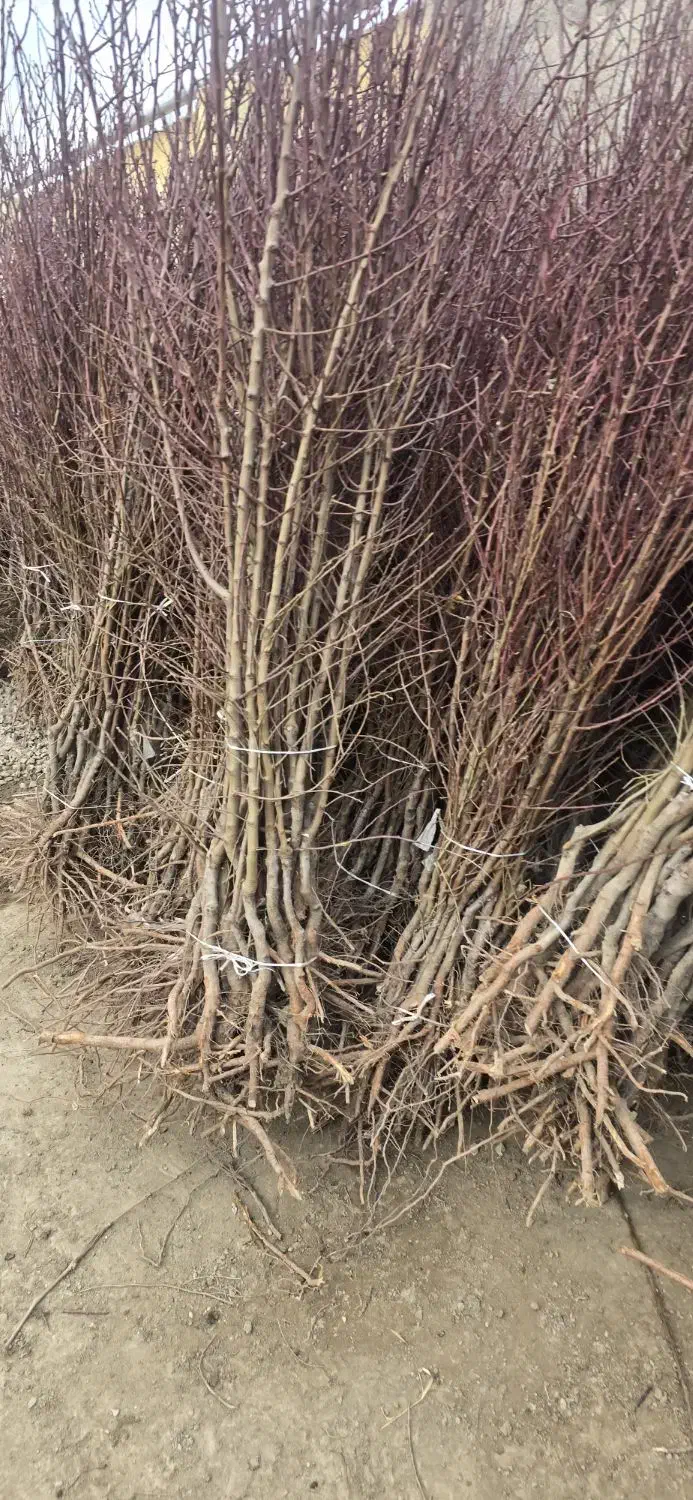 با خرید نهال بادام یه آینده پر برکت برا باغت بساز|خدمات باغبانی و درختکاری|شهرکرد, |دیوار