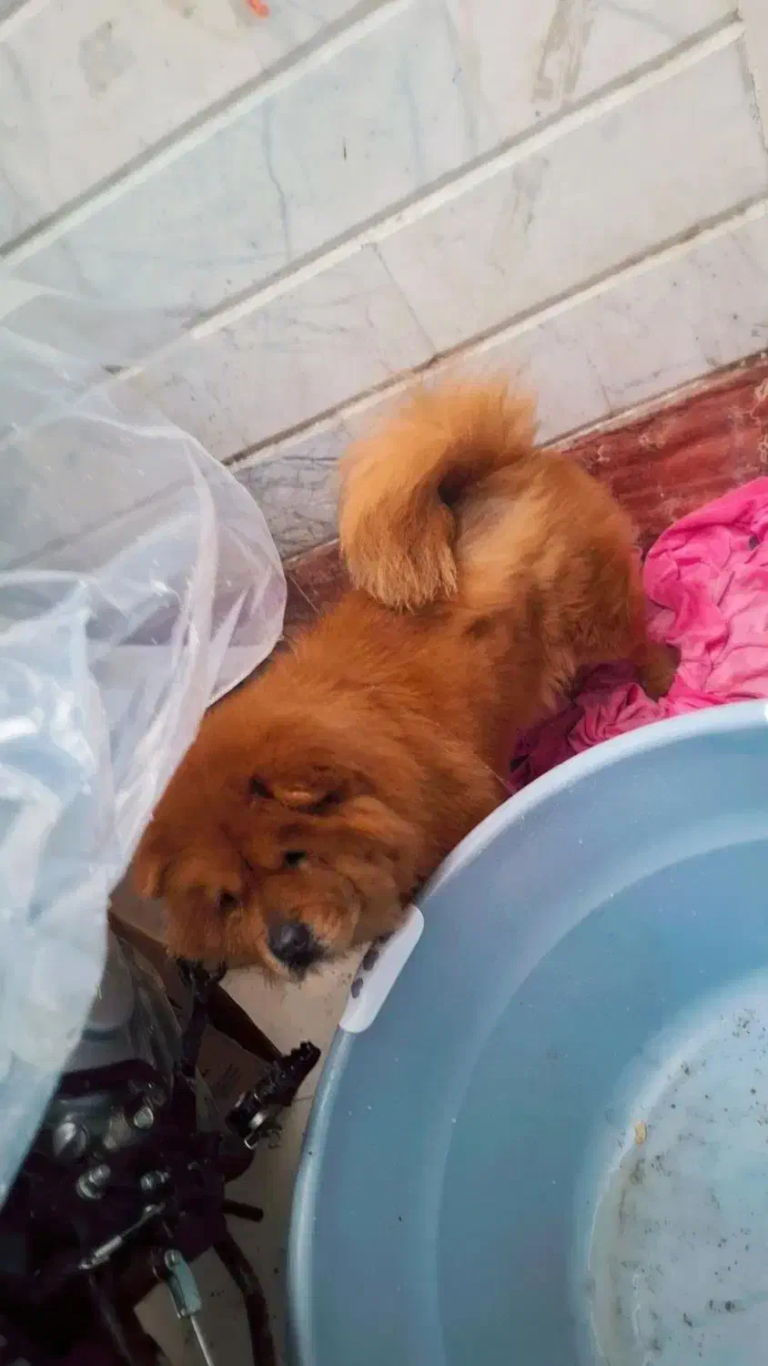 چاوچاو ماده نزدیک فحل|سگ|قائم‌شهر, |دیوار