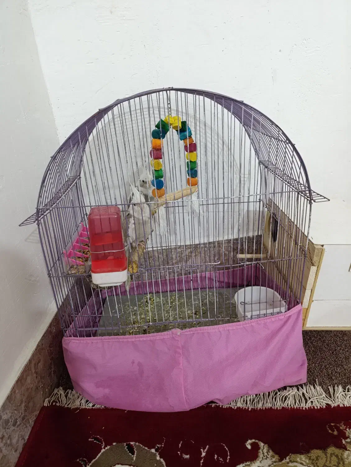 جفت عروس هلندی دوکت آلبینو مولد|پرنده|اندیمشک, |دیوار