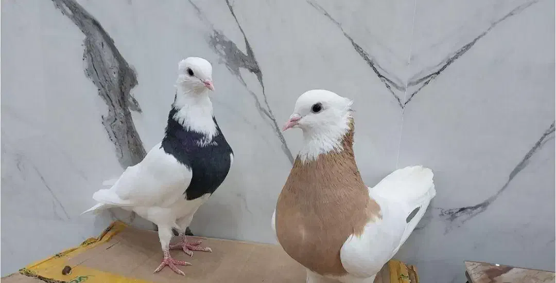 تعدادی کفتر طوقی..|پرنده|فولادشهر, A4|دیوار