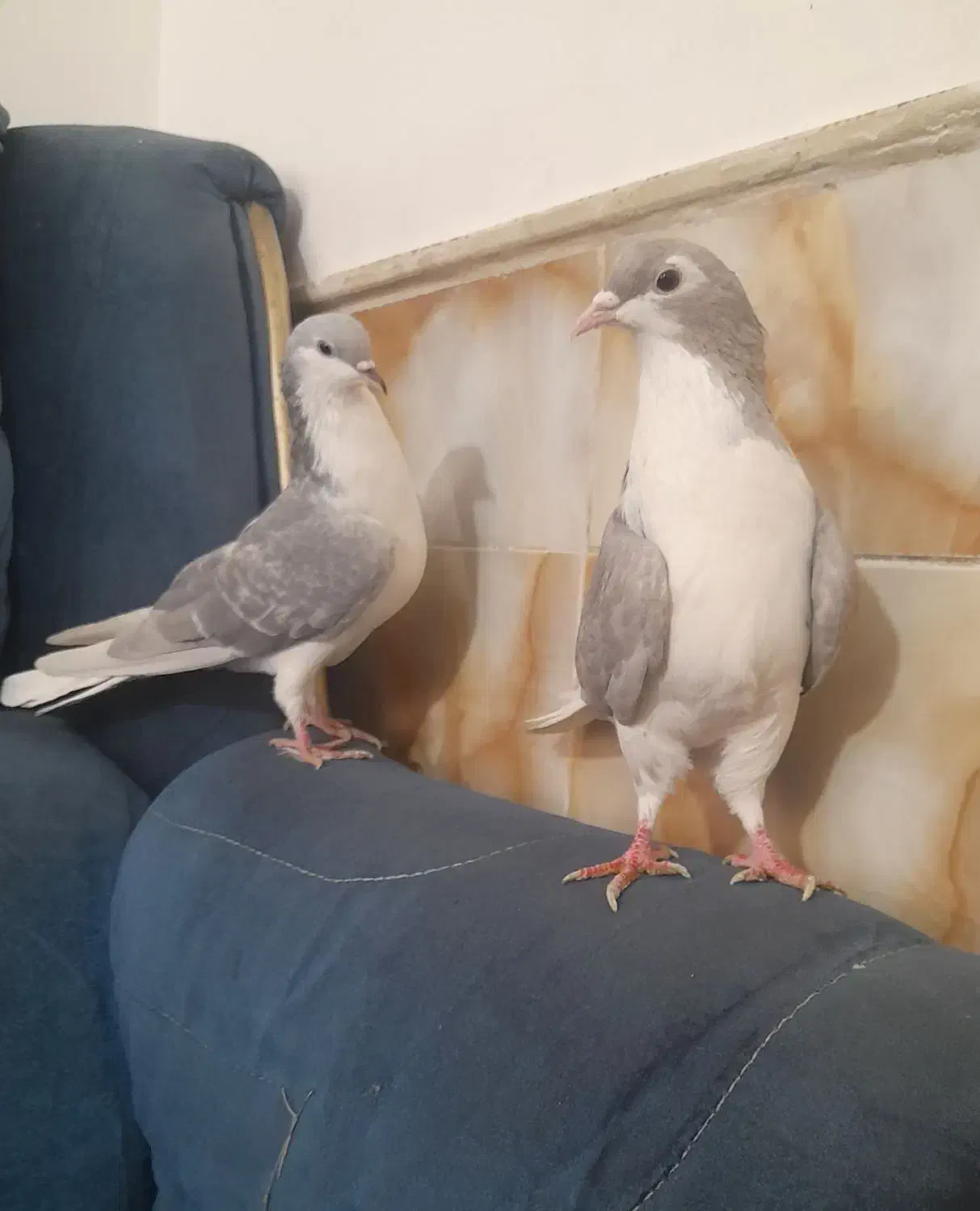 ساده خوشگل|پرنده|نیشابور, مازول|دیوار