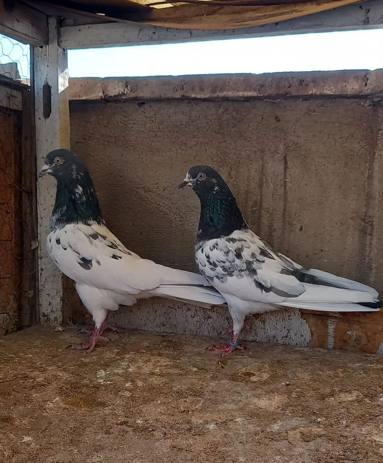 کفتر  نروماده پاکستانی|پرنده|ری, سرتخت|دیوار