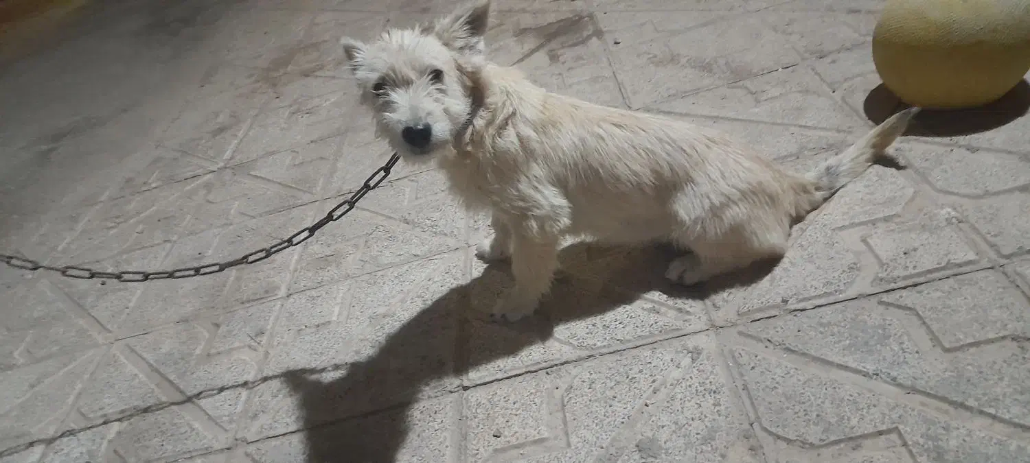 سگ پاکوتاه|سگ|زنجانرود, |دیوار