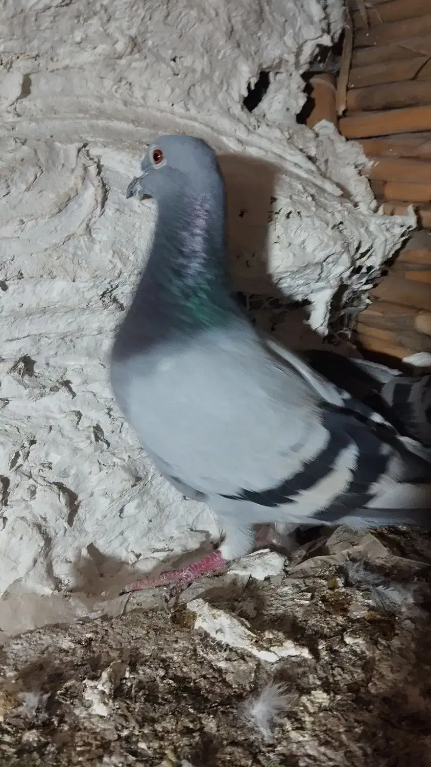 آلمانی|پرنده|گنبد کاووس, |دیوار