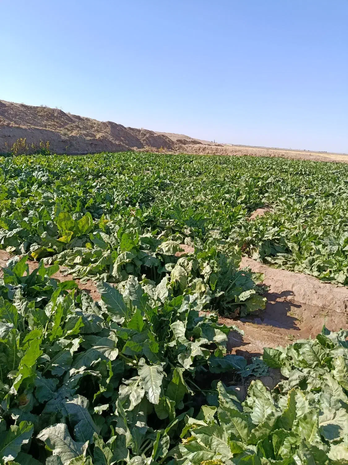 چغندر رسمی کیلو۸هزار|لوازم جانبی حیوانات|تربت جام, میان جام|دیوار