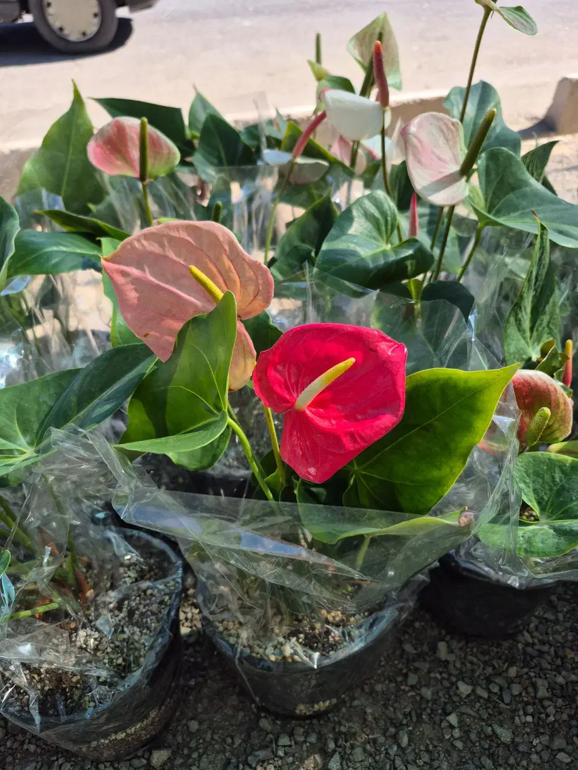 گل آنتریوم قیمت تولیدی|گل و گیاه طبیعی|بیرجند, |دیوار