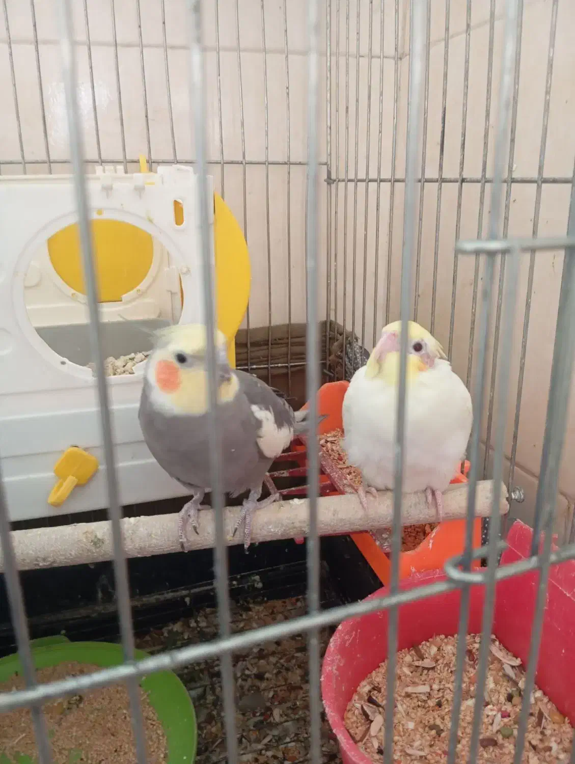 عروس هلندی|پرنده|خرمشهر, |دیوار