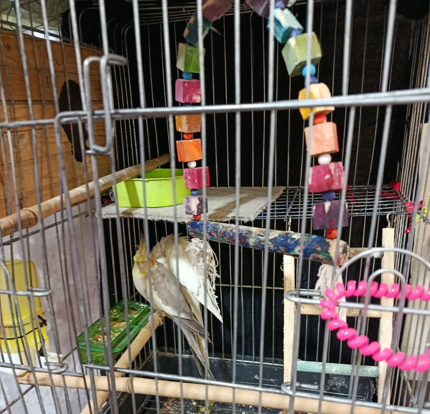 عروس هلندی نر و ماده|پرنده|صباشهر, |دیوار