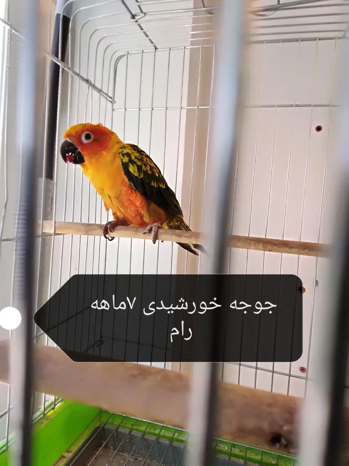 دنیای پرندگان سخنگو (تینا)|پرنده|بوکان, |دیوار