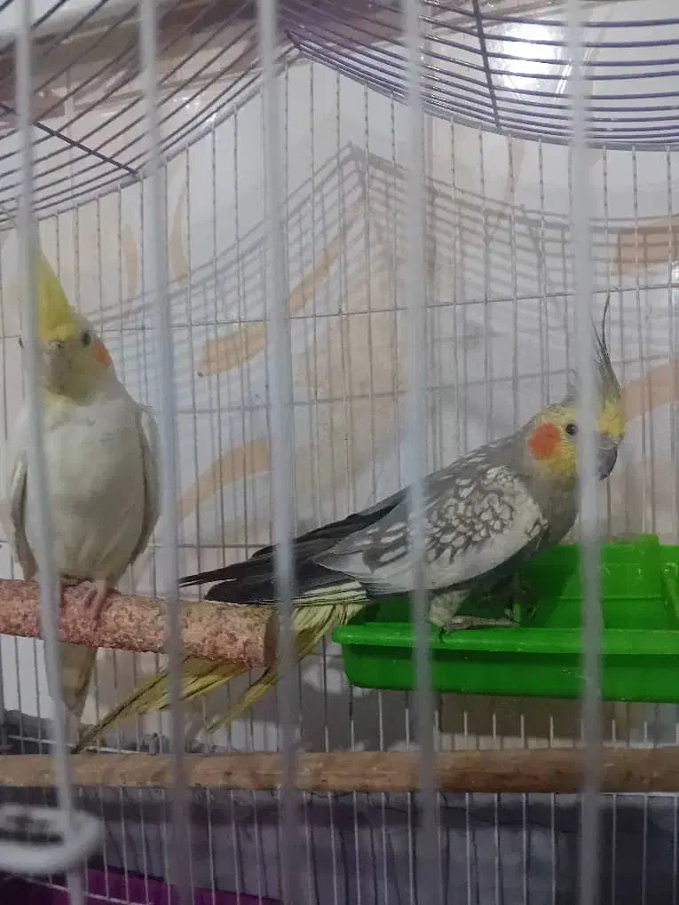 فروش دو عدد عروس هلندی|پرنده|چمستان, |دیوار