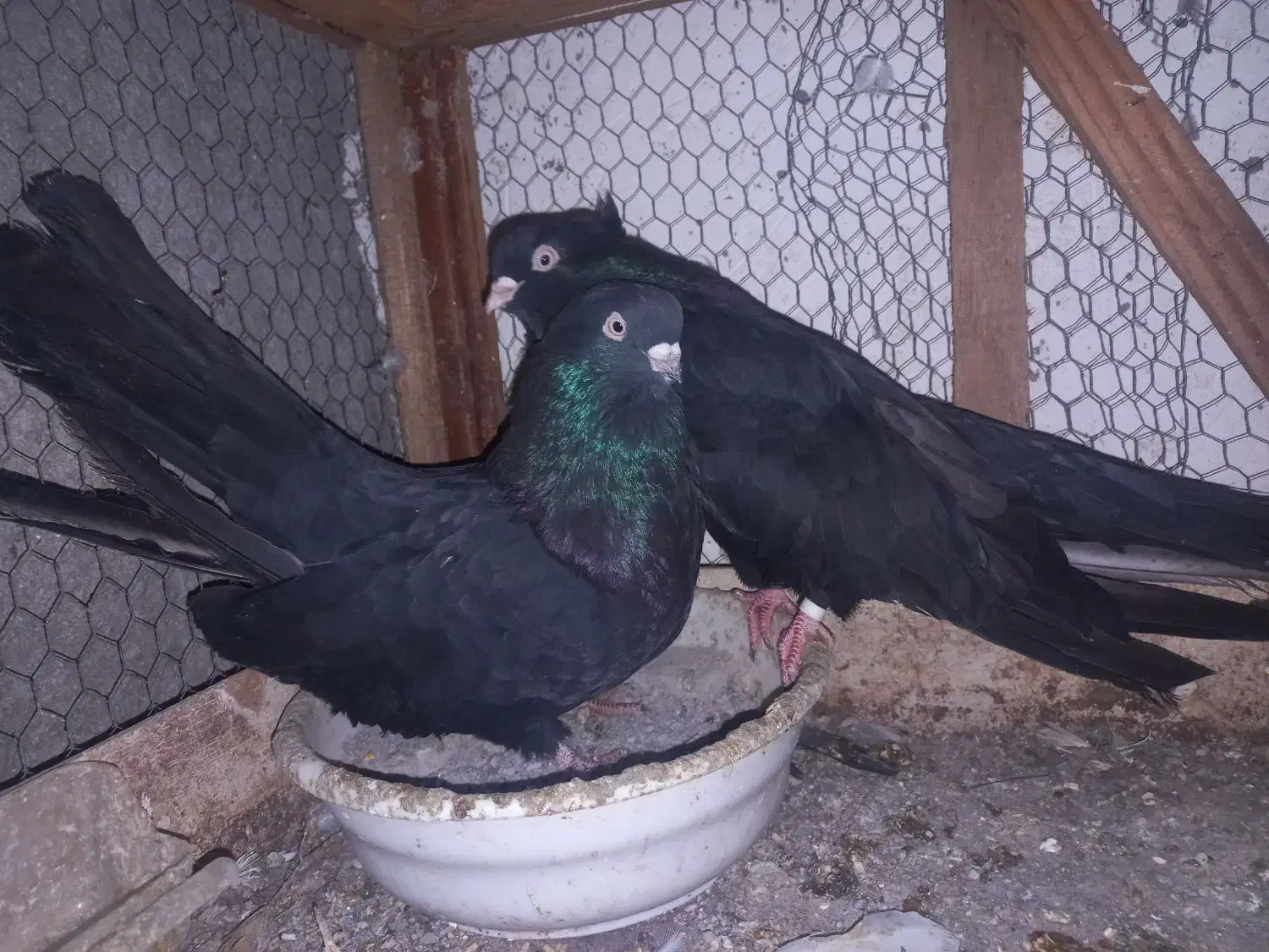 کبوتر ذاغ کلاه دار|پرنده|قائمشهر, |دیوار