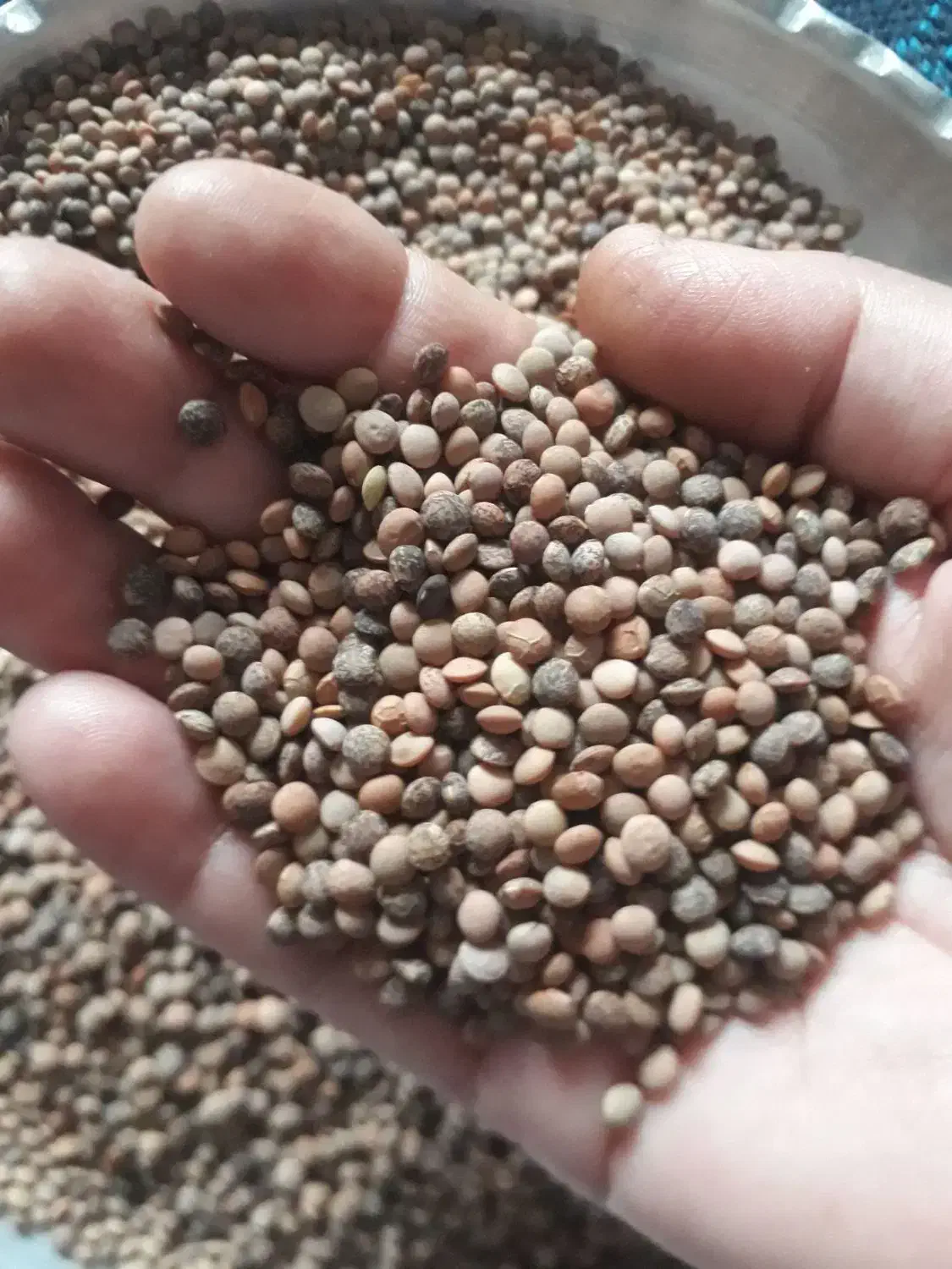 عدسی (نژی)|خوردنی و آشامیدنی|سرپل ذهاب, |دیوار