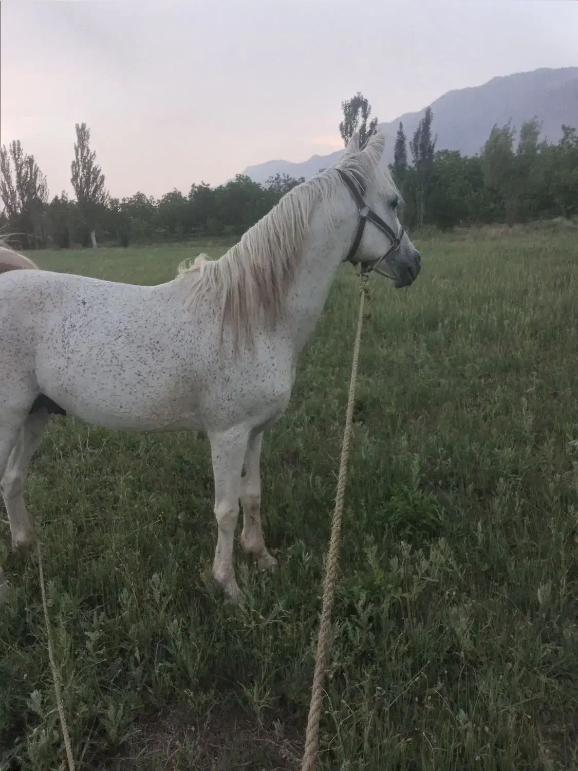 فروش اسب اردل|اسب و تجهیزات اسبسواری|اردل, |دیوار