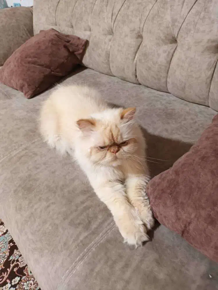 گربه پرشین سوپر فلت|گربه|صدرا-فارس, فاز ۱|دیوار