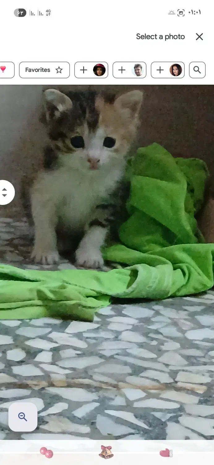 با اصالت ونژاد|گربه|کاشان, پامنار|دیوار