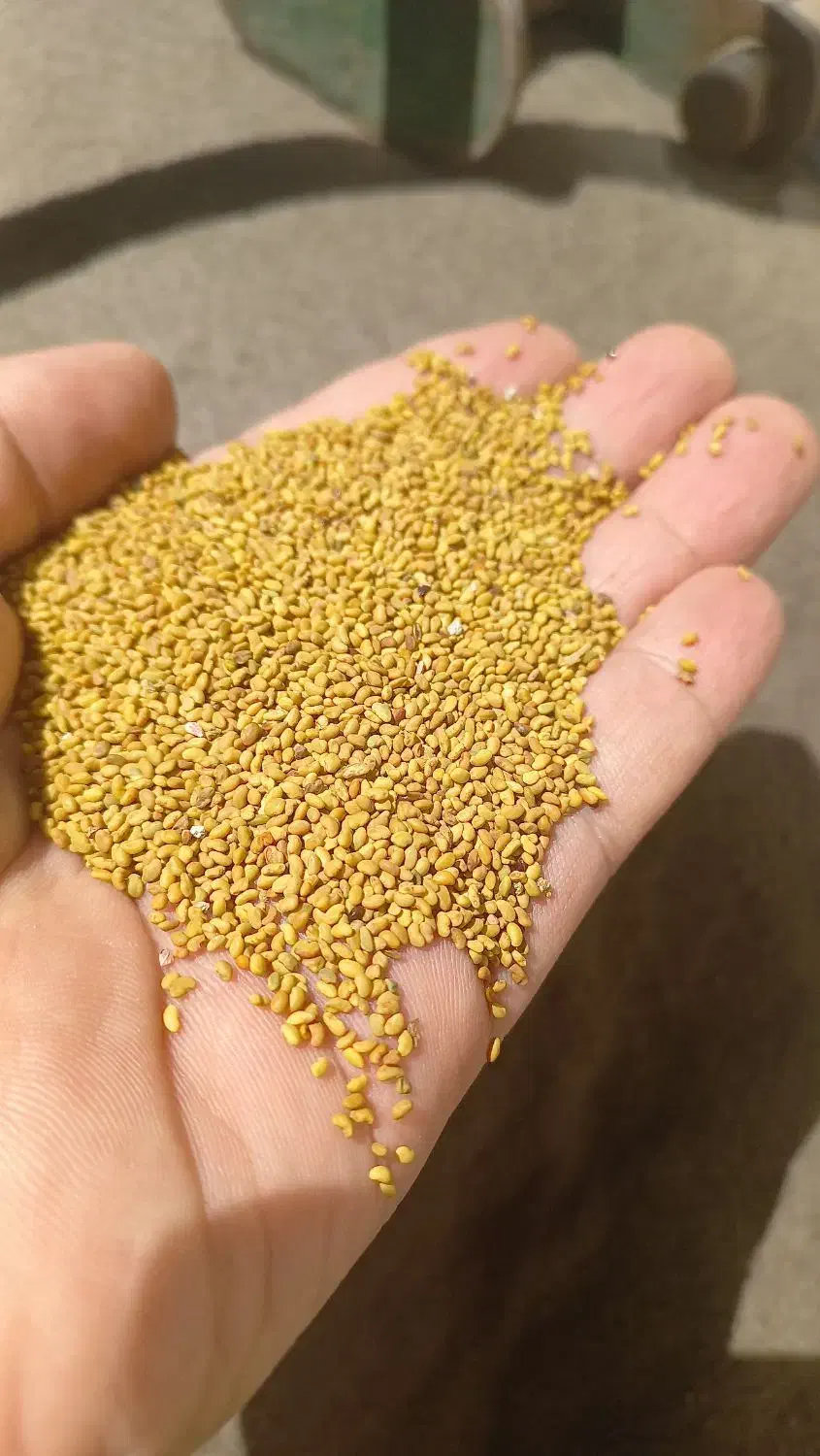 بذر رنجر مافا خاکشیر یونجه پاک ارسال کل ایران|عمده‌فروشی|شیراز, قدوسی غربی|دیوار