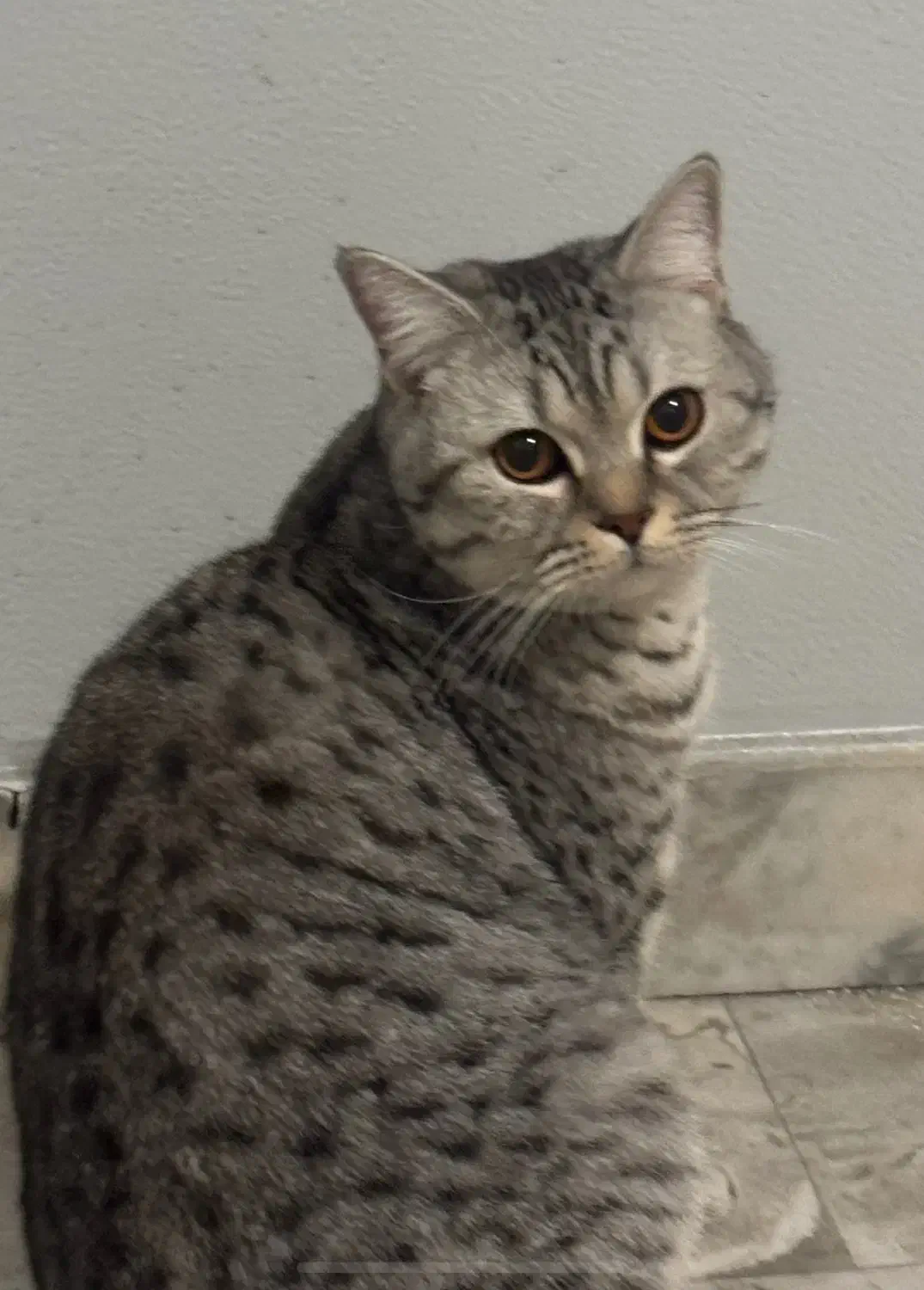 واگذاری گربه|گربه|تهران, منیریه|دیوار