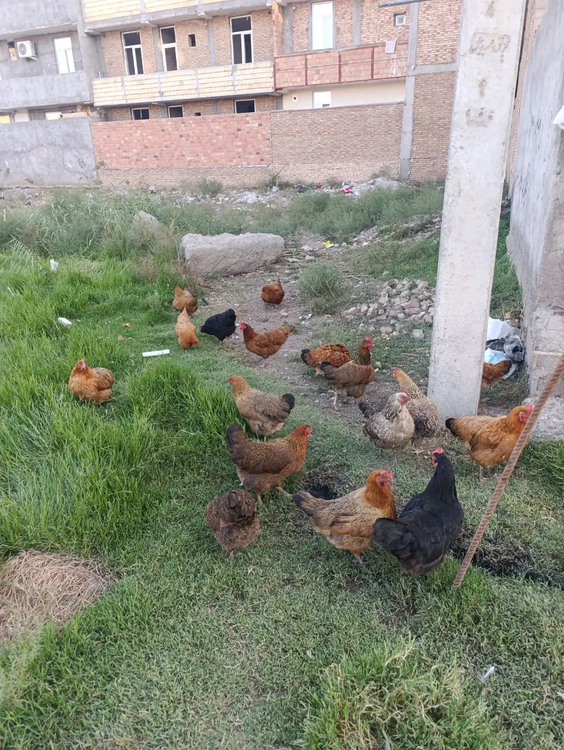 مرغ|حیوانات مزرعه|پارس‌آباد, |دیوار
