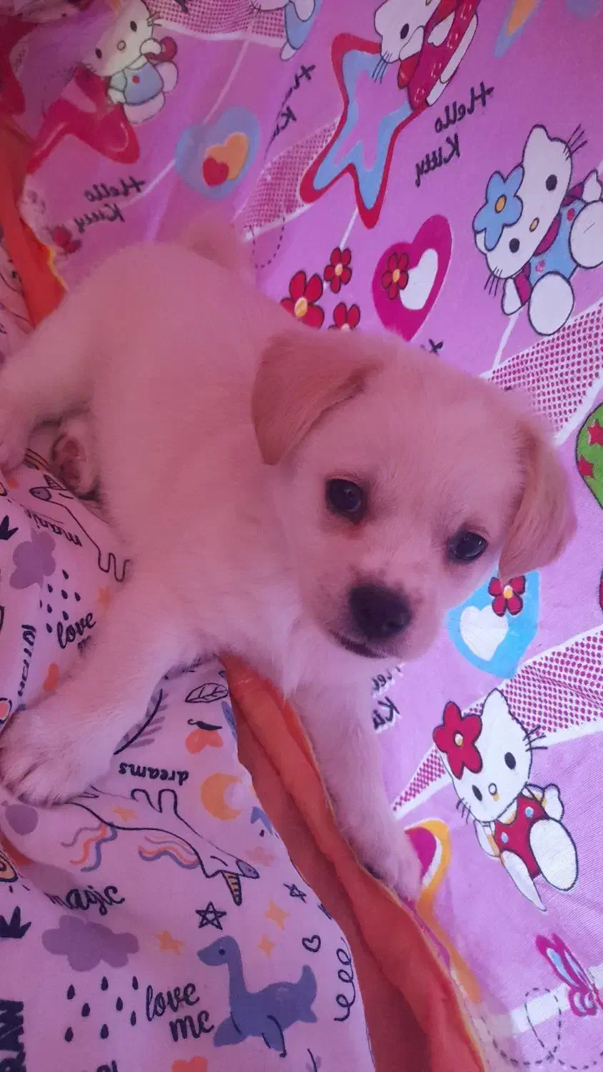 فروش|سگ|فردیس, سرحد آباد|دیوار