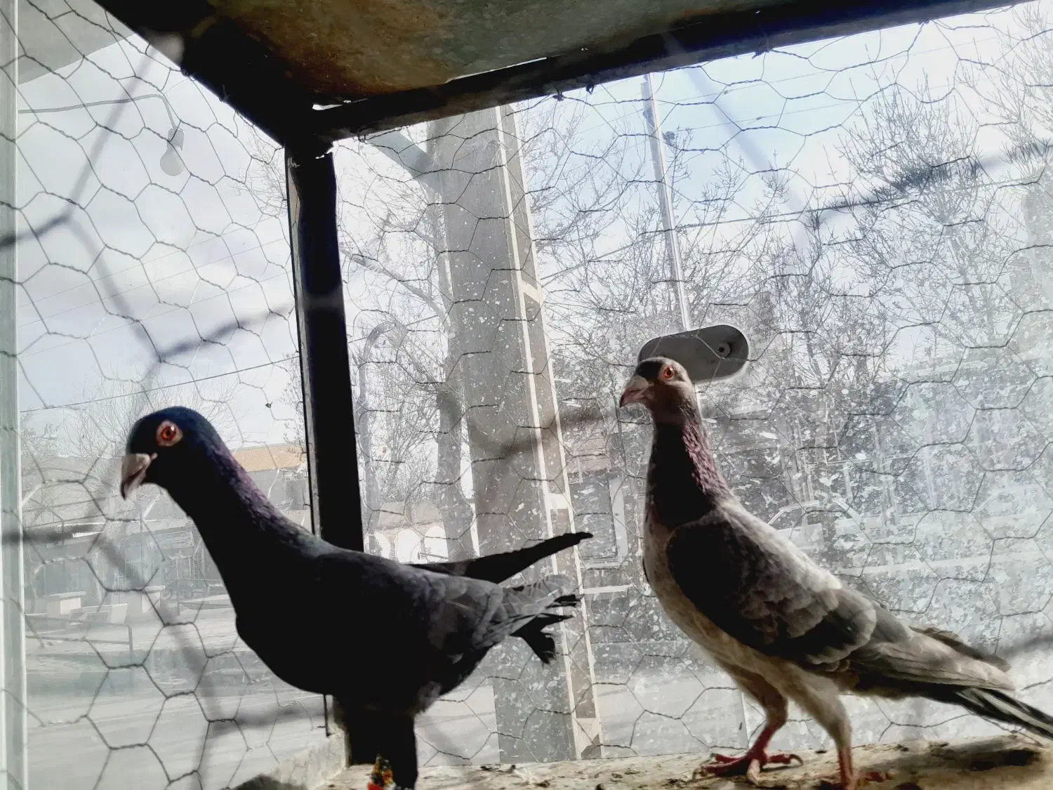 نروماده|حیوانات|تاکستان, |دیوار