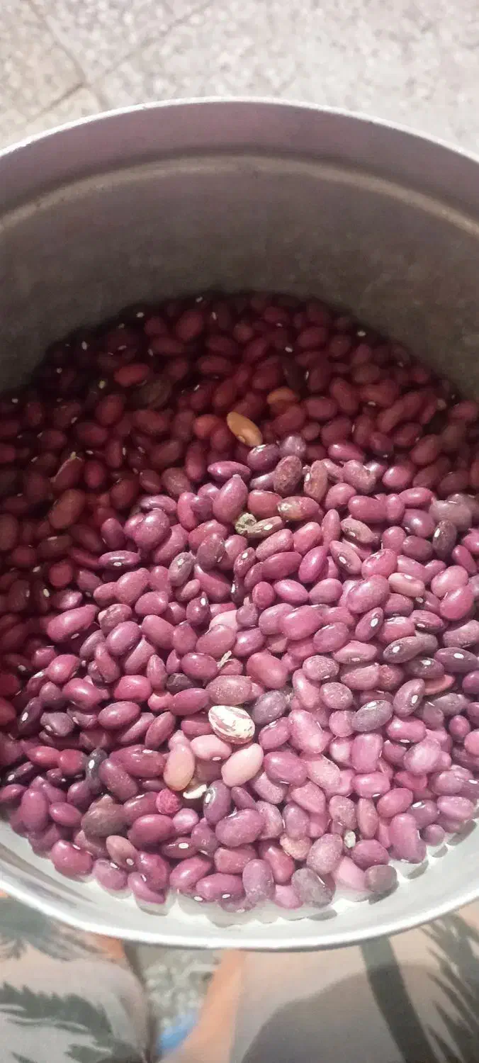 لوبیا قرمز|عمده‌فروشی|درودزن, |دیوار