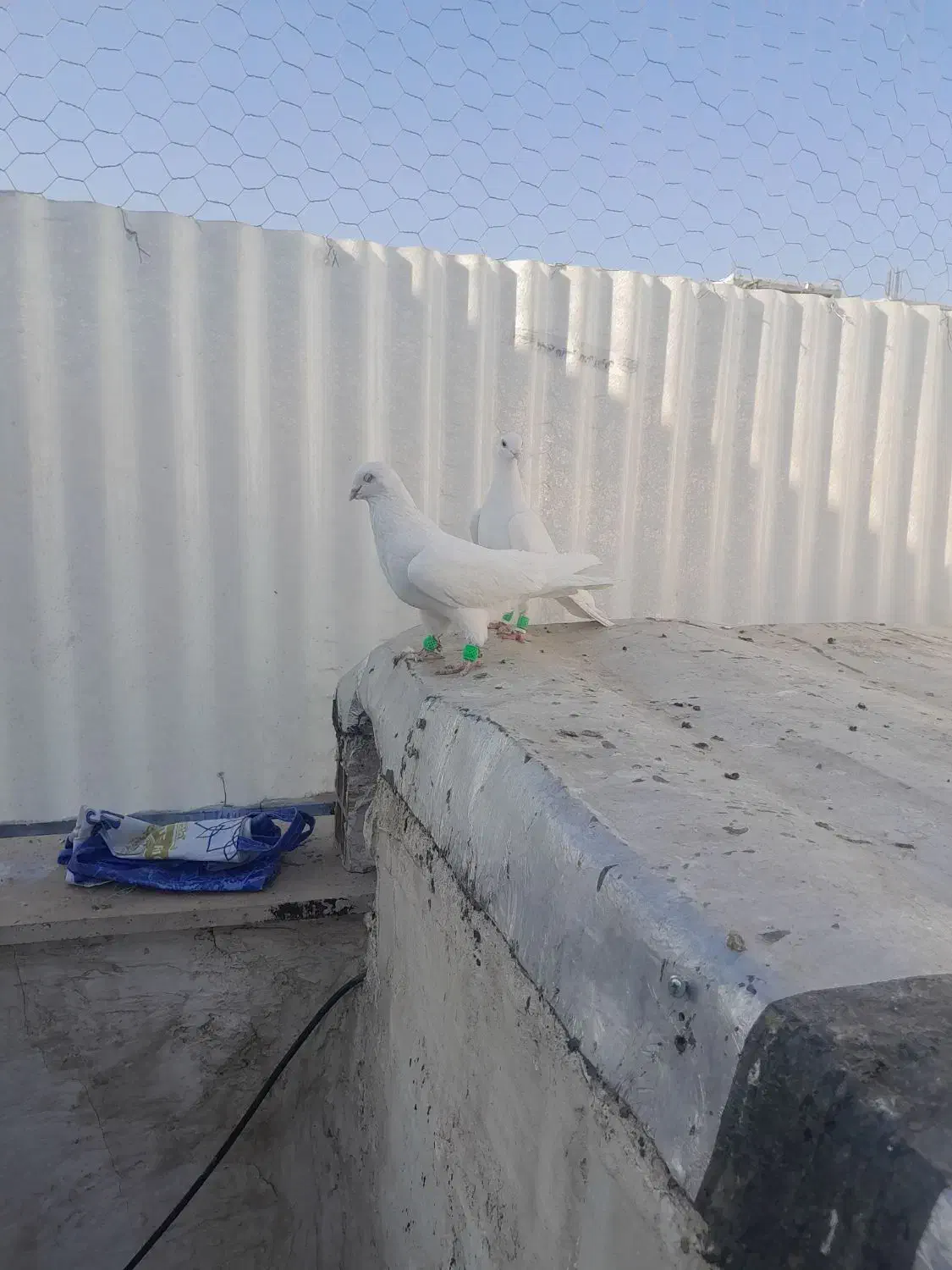 پسند شد پیام بده|پرنده|اقبالیه, |دیوار