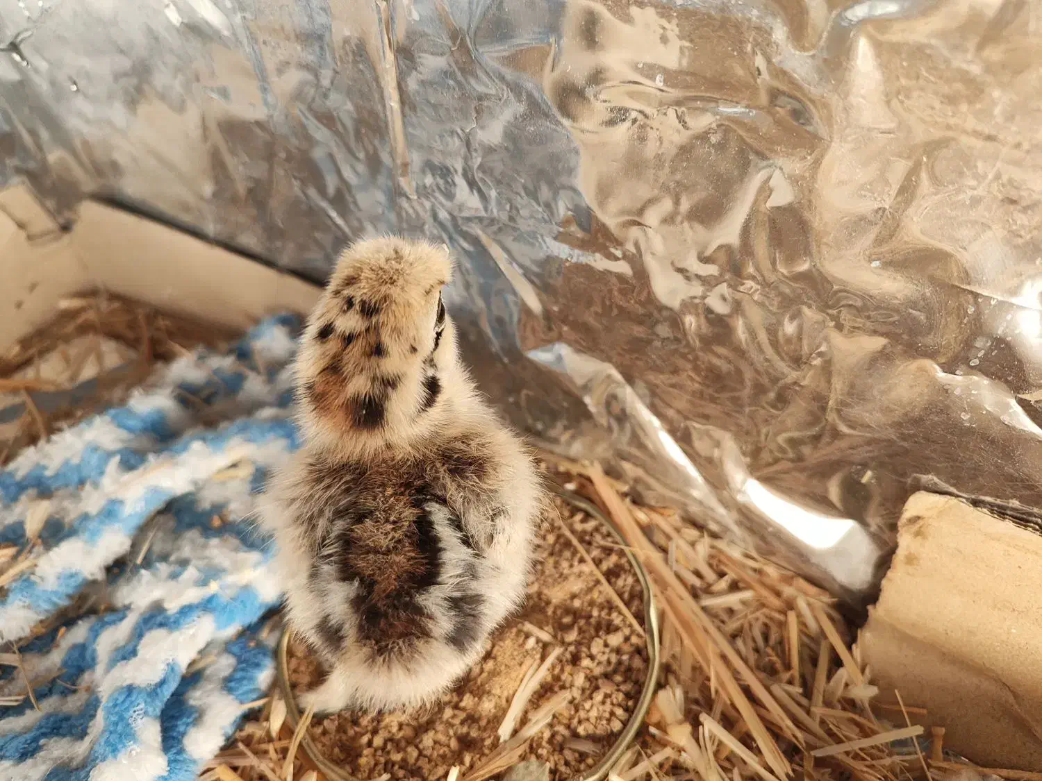 فروش جوجه ابریشمی|حیوانات مزرعه|خرمشهر, |دیوار