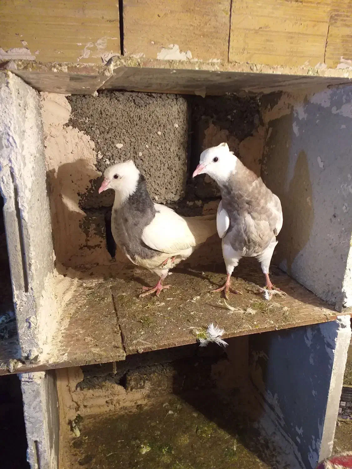 کبوترر|پرنده|مریوان, |دیوار