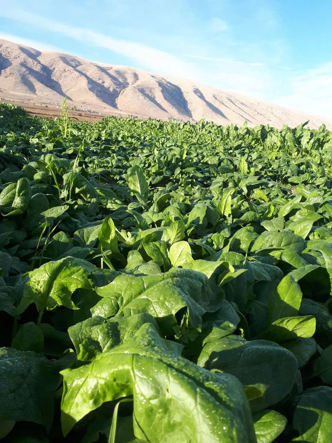 سبزی خورشتی|خوردنی و آشامیدنی|سرپل ذهاب, |دیوار