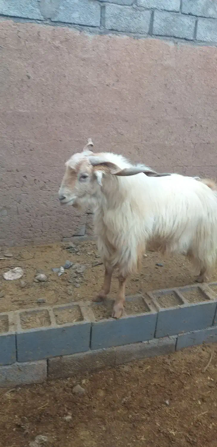 نری|حیوانات مزرعه|رفسنجان, |دیوار