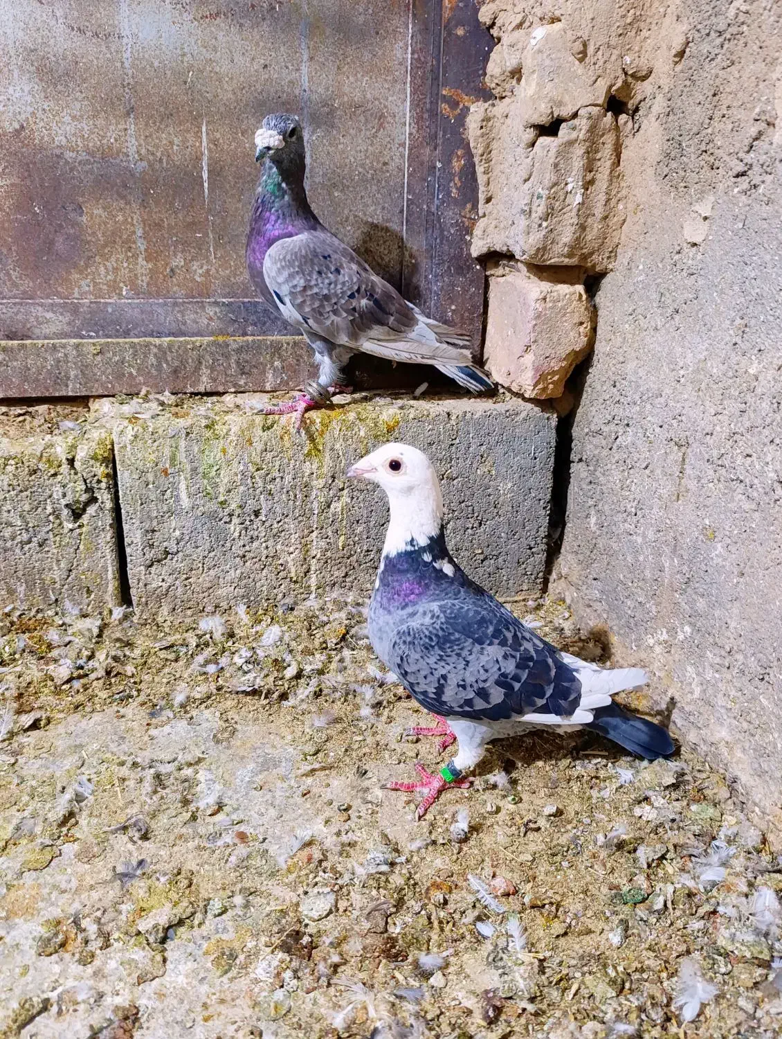 6تا کفتر خوب فروشی|پرنده|مشهد, هفده شهریور|دیوار