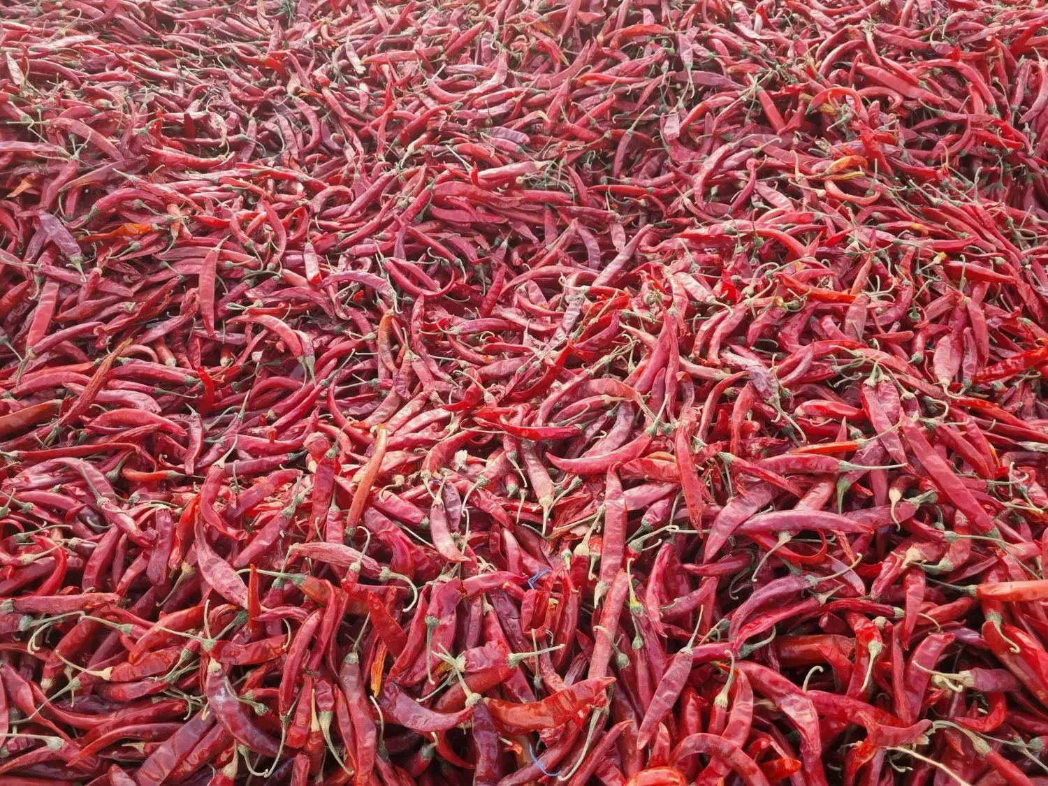 فروش ۵ تن فلفل قرمز|عمده‌فروشی|فیروزآباد (فارس), |دیوار