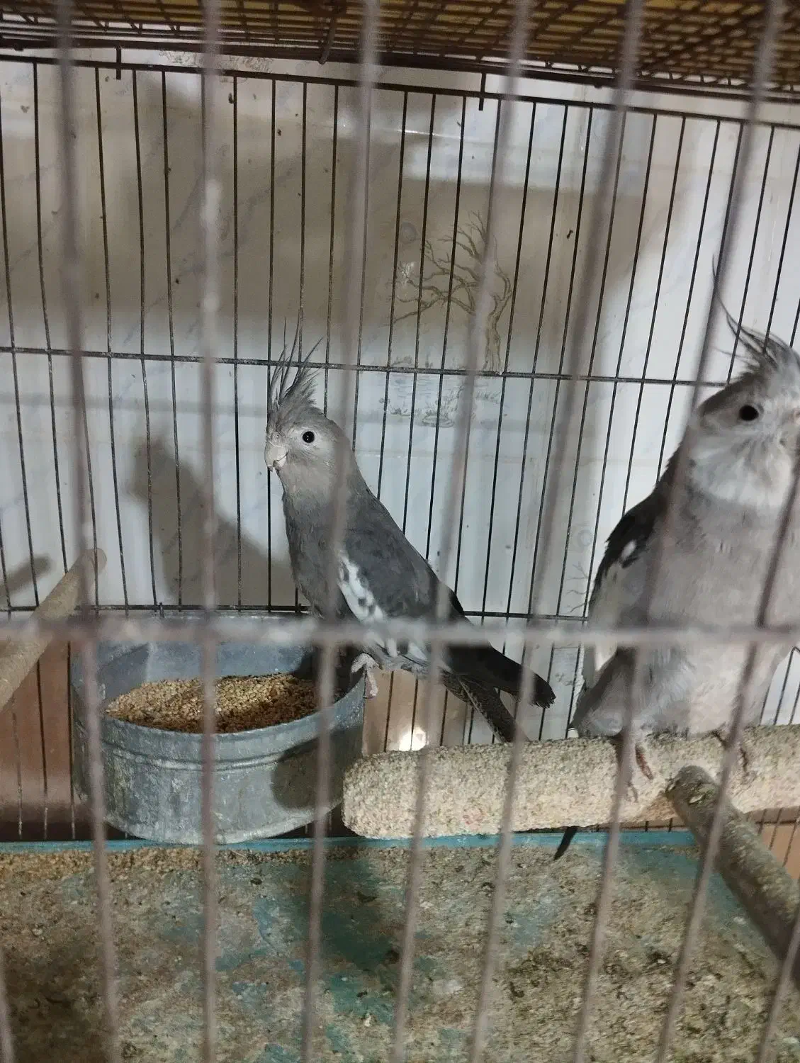 عروس هلندی وایت فیس|پرنده|قم, ناصردیوان|دیوار