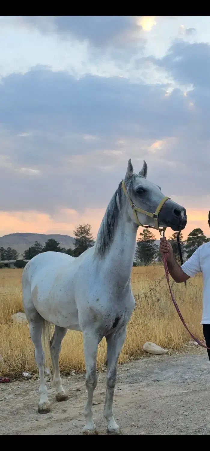 اسب|اسب و تجهیزات اسب‌سواری|صدرا-فارس, فاز ۱|دیوار